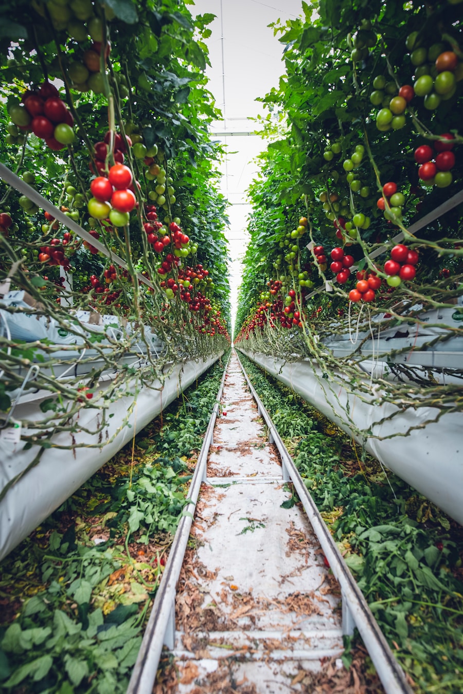 Photo Food Sustainability