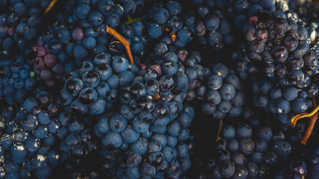 Photo Red wine