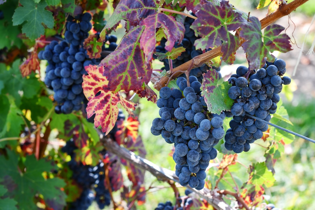 Photo Purple grapes